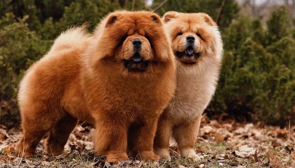 Chow Chow Dog Breed Image 1