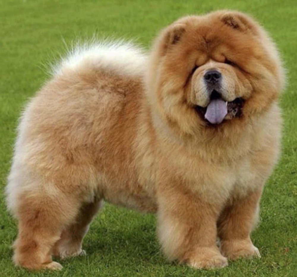 Chow Chow Dog Breed Image 10