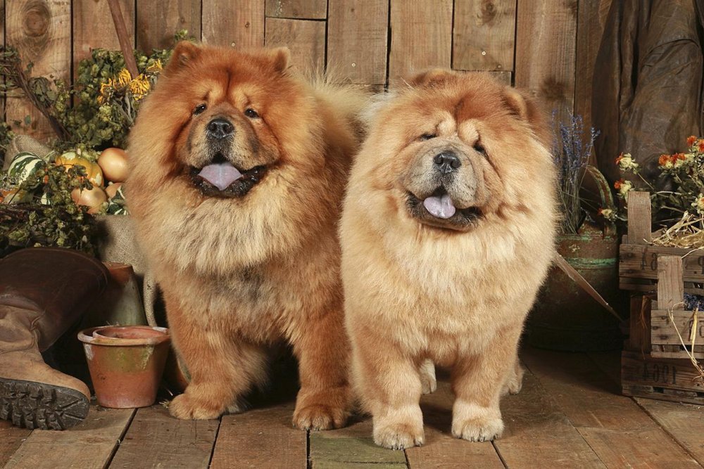 Chow Chow Dog Breed Image 13