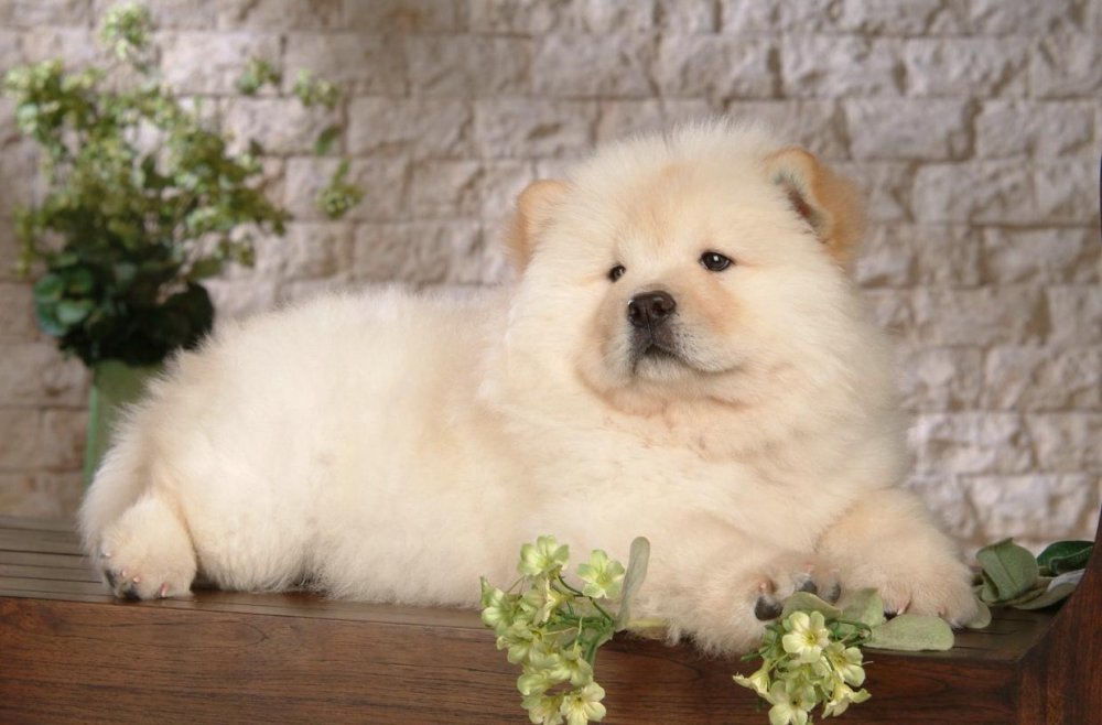 Chow Chow Dog Breed Image 14