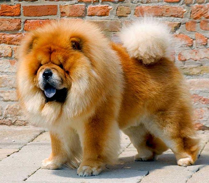 Chow Chow Dog Breed Image 20