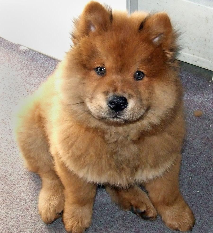 Chow Chow Dog Breed Image 5