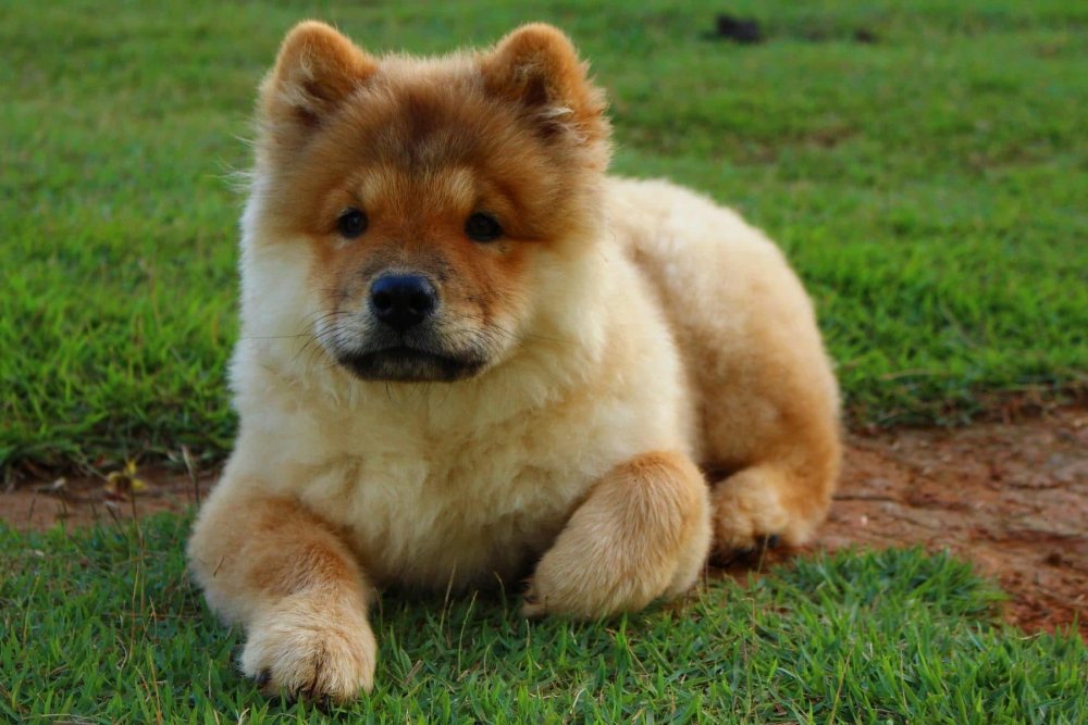 Chow Chow Dog Breed Image 8