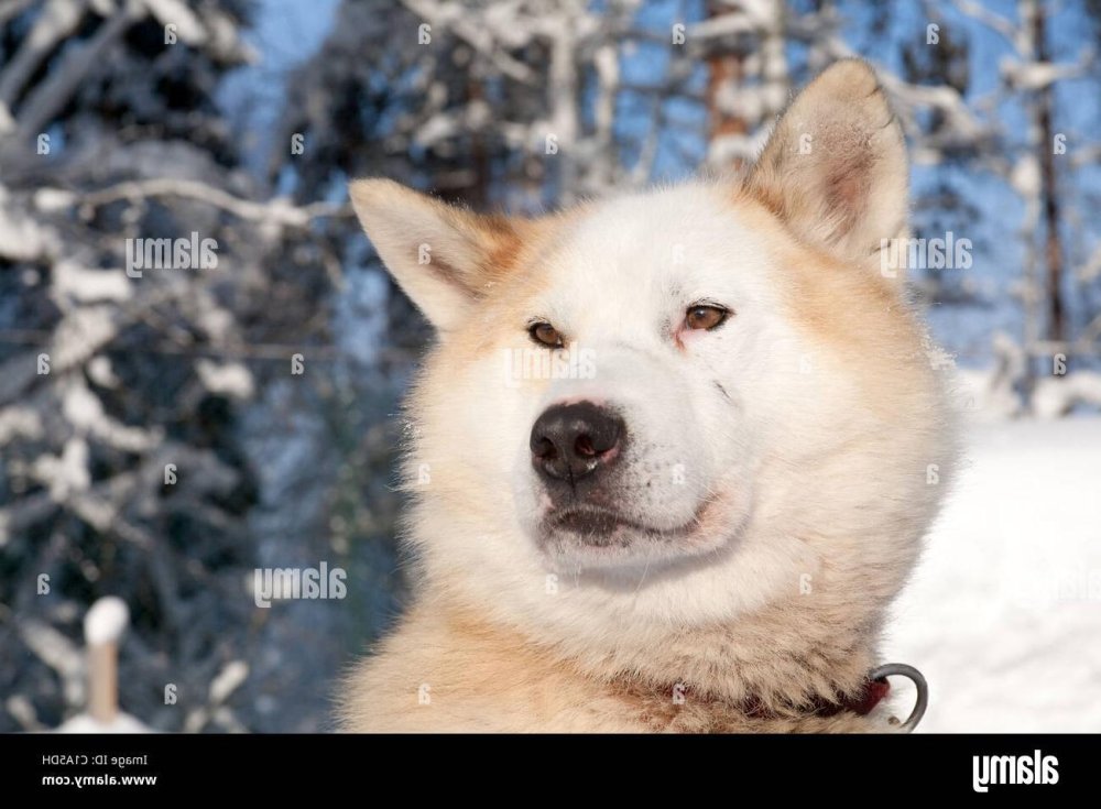 Chukotka sled Dog Breed Image 10