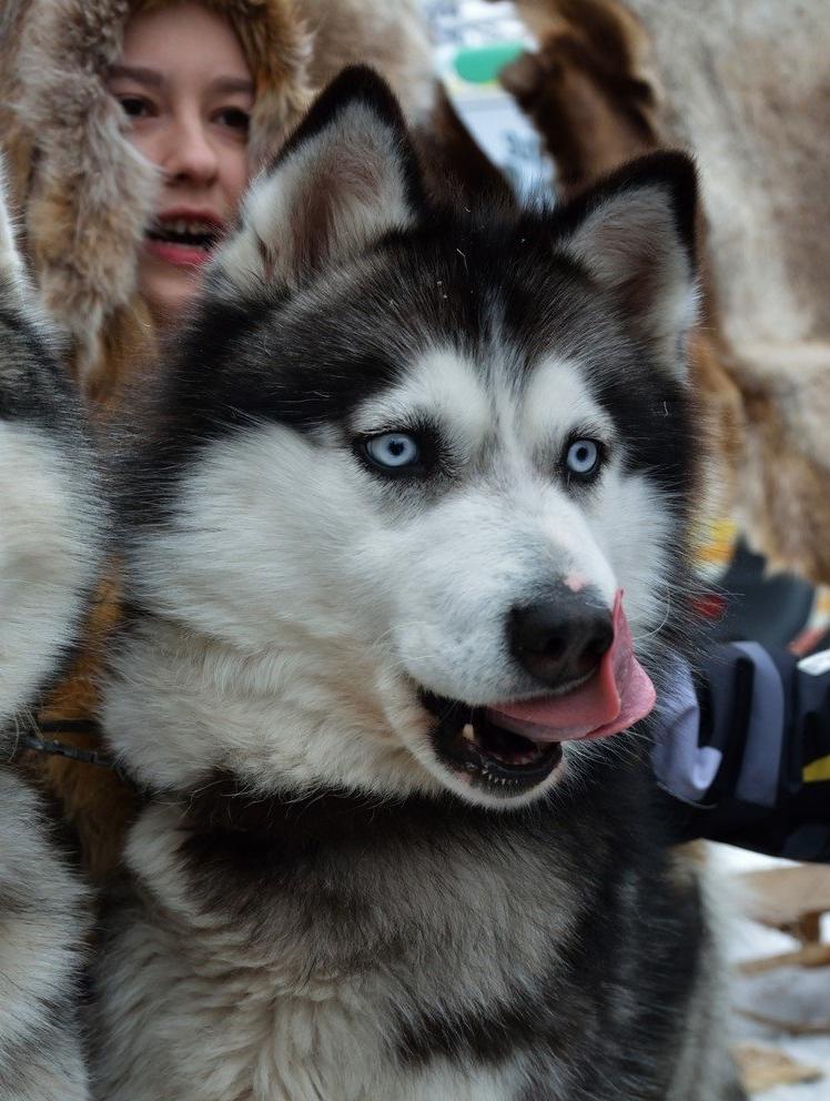 Chukotka sled Dog Breed Image 2