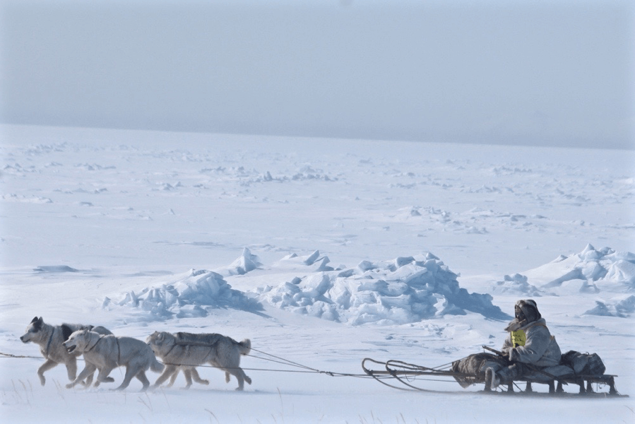 Chukotka sled Dog Breed Image 20