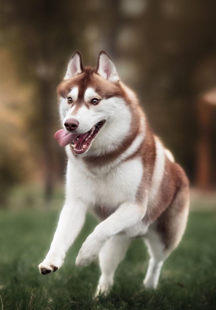 Chukotka sled Dog Breed Image 4