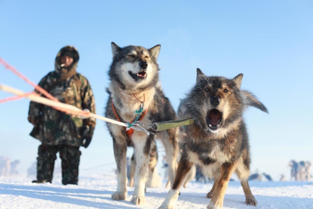 Chukotka sled Dog Breed Image 5