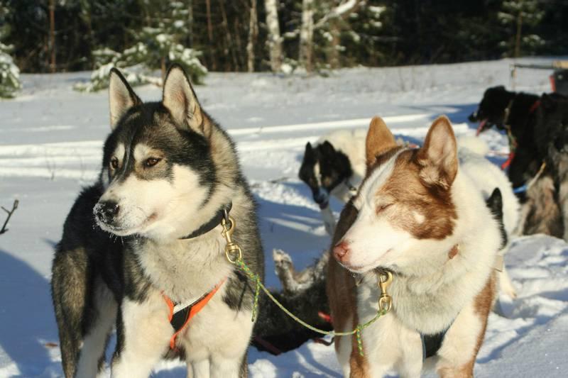 Chukotka sled Dog Breed Image 7