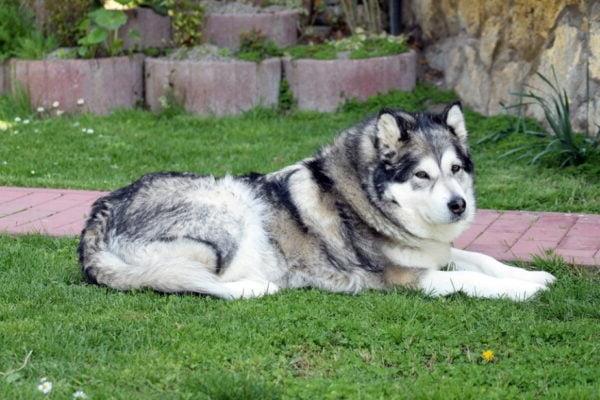 Chukotka sled Dog Breed Image 9