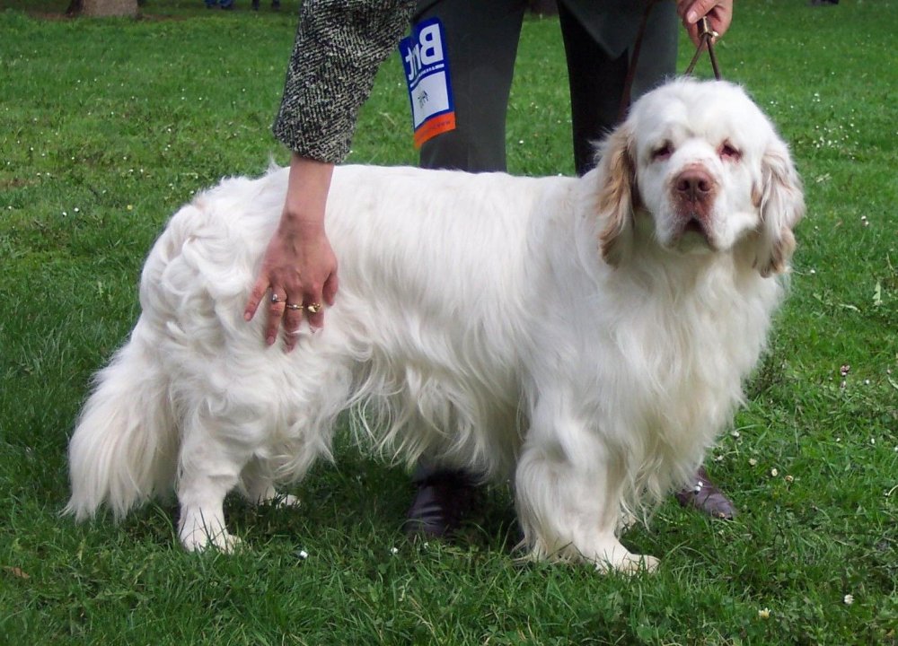 Clumber Spaniel Dog Breed Image 11