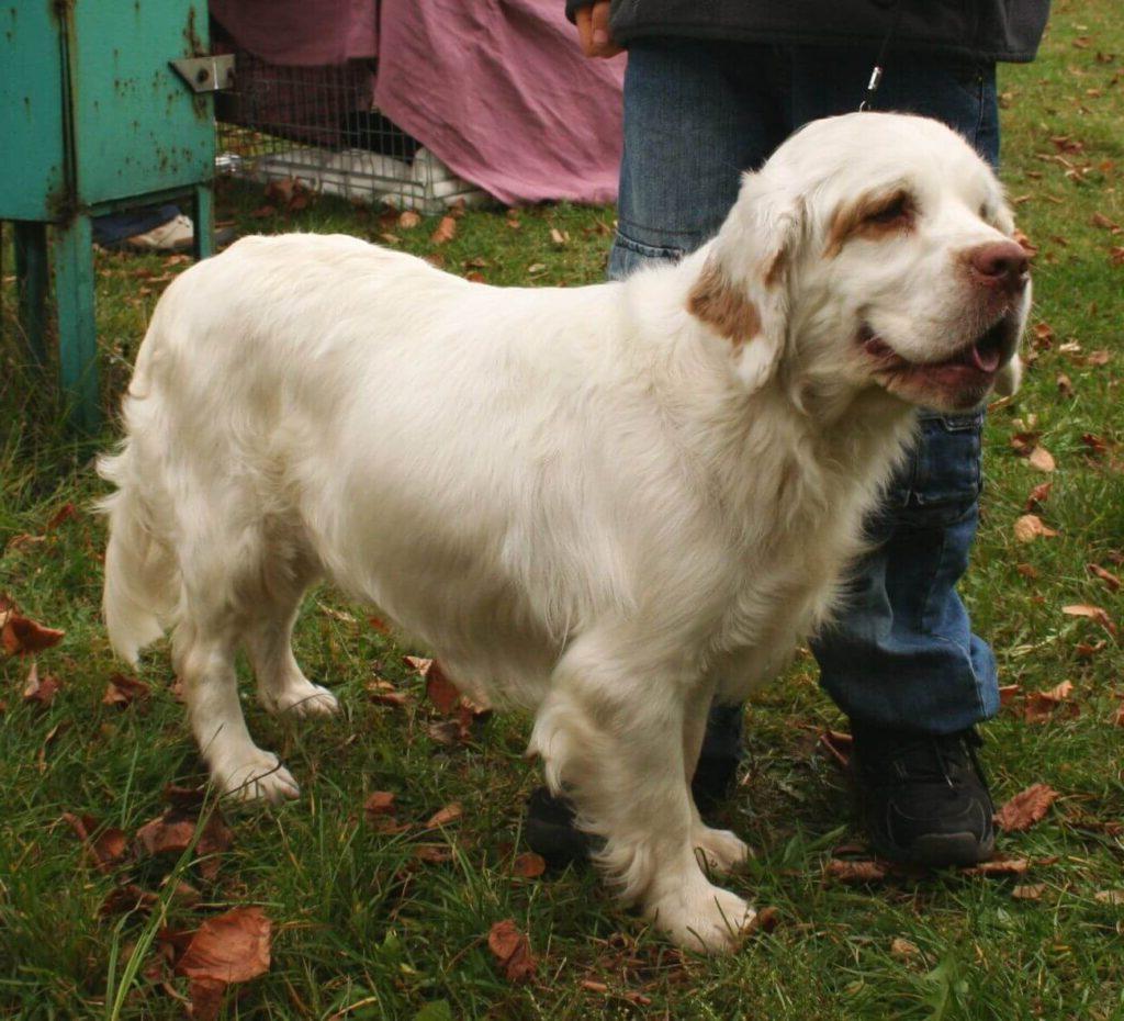 Clumber Spaniel Dog Breed Image 13