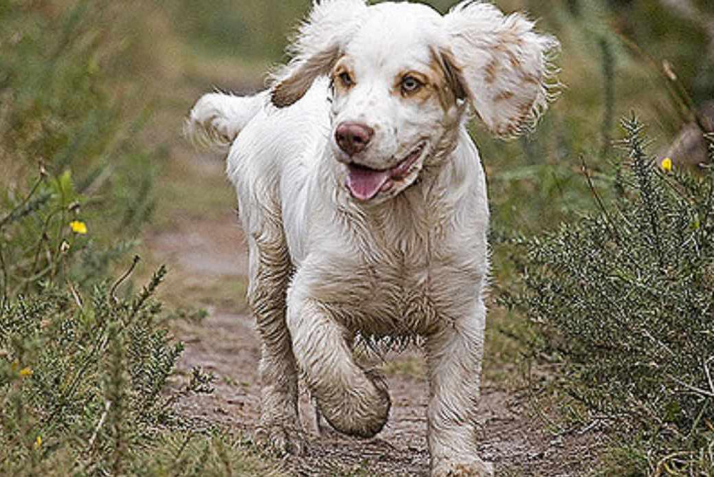 Clumber Spaniel Dog Breed Image 14