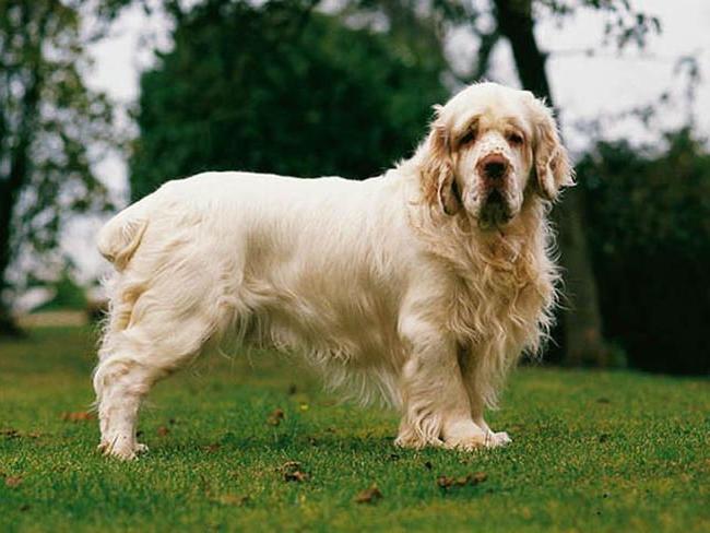 Clumber Spaniel Dog Breed Image 16