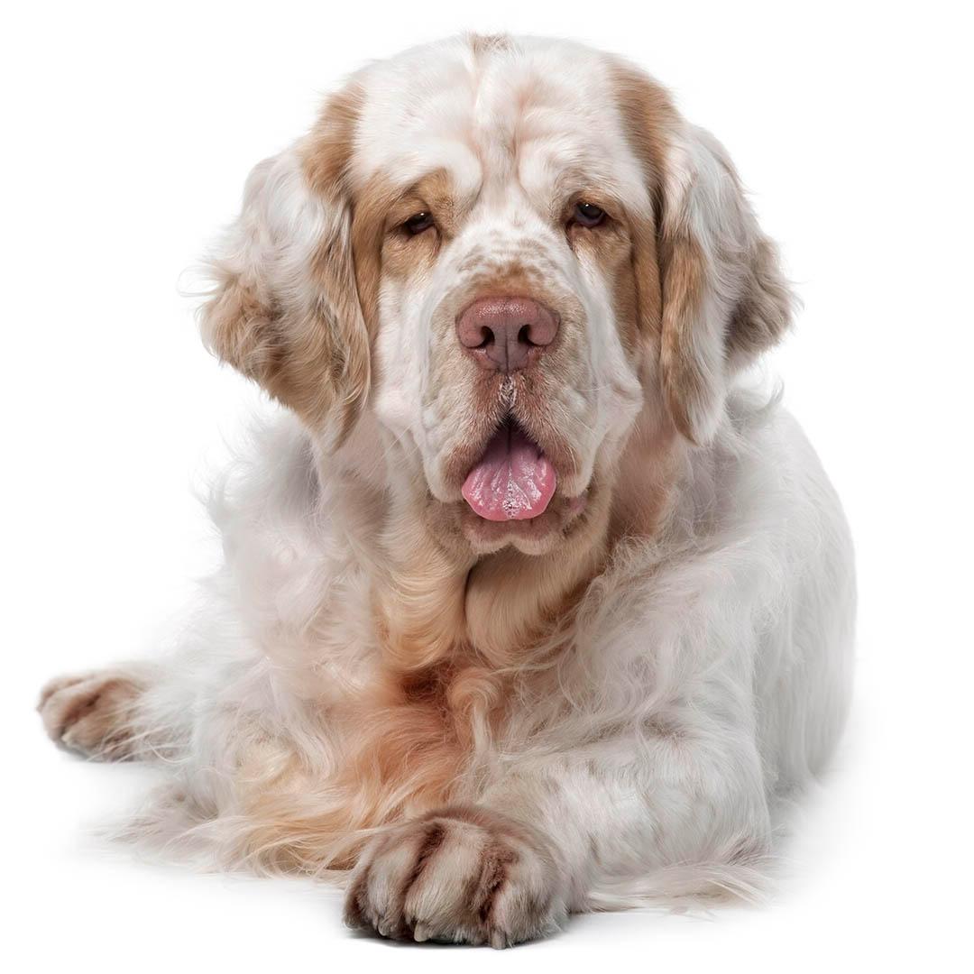 Clumber Spaniel Dog Breed Image 17