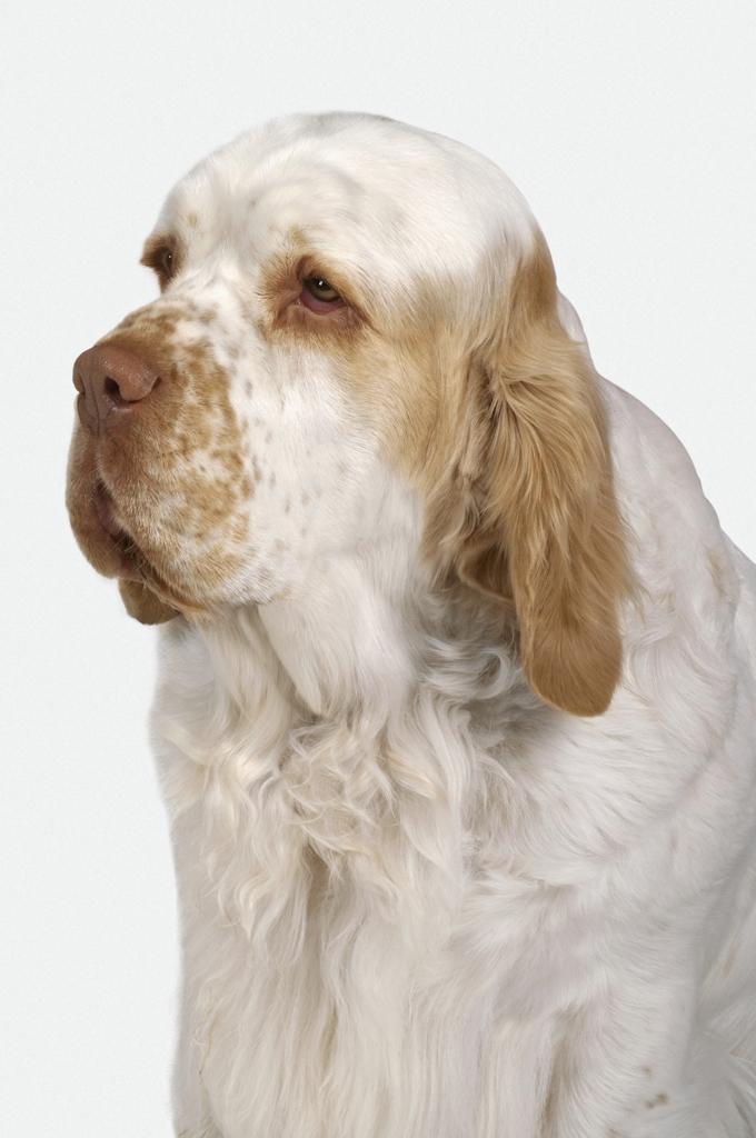 Clumber Spaniel Dog Breed Image 18