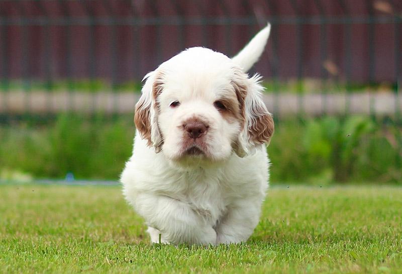 Clumber Spaniel Dog Breed Image 19