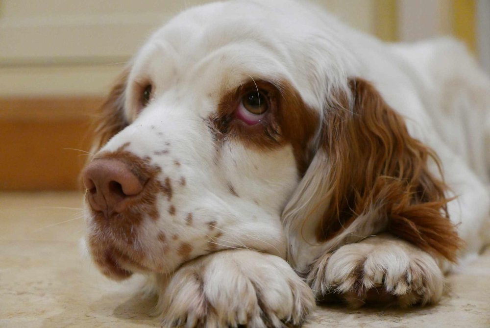 Clumber Spaniel Dog Breed Image 8