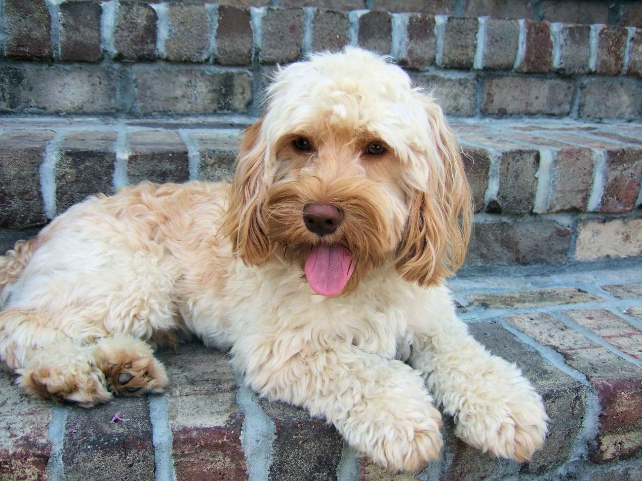 Cockapoo Dog Breed Image 1