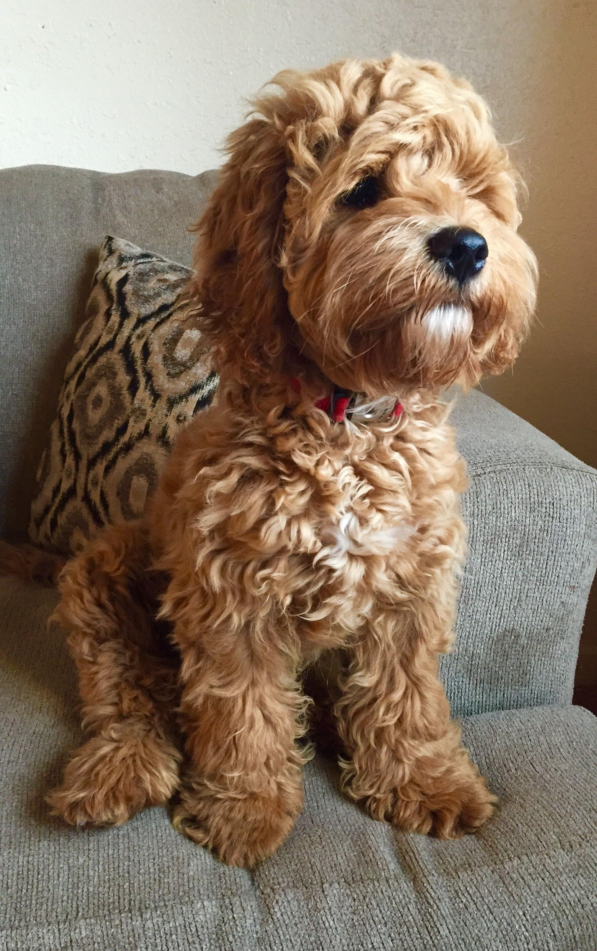 Cockapoo Dog Breed Image 12