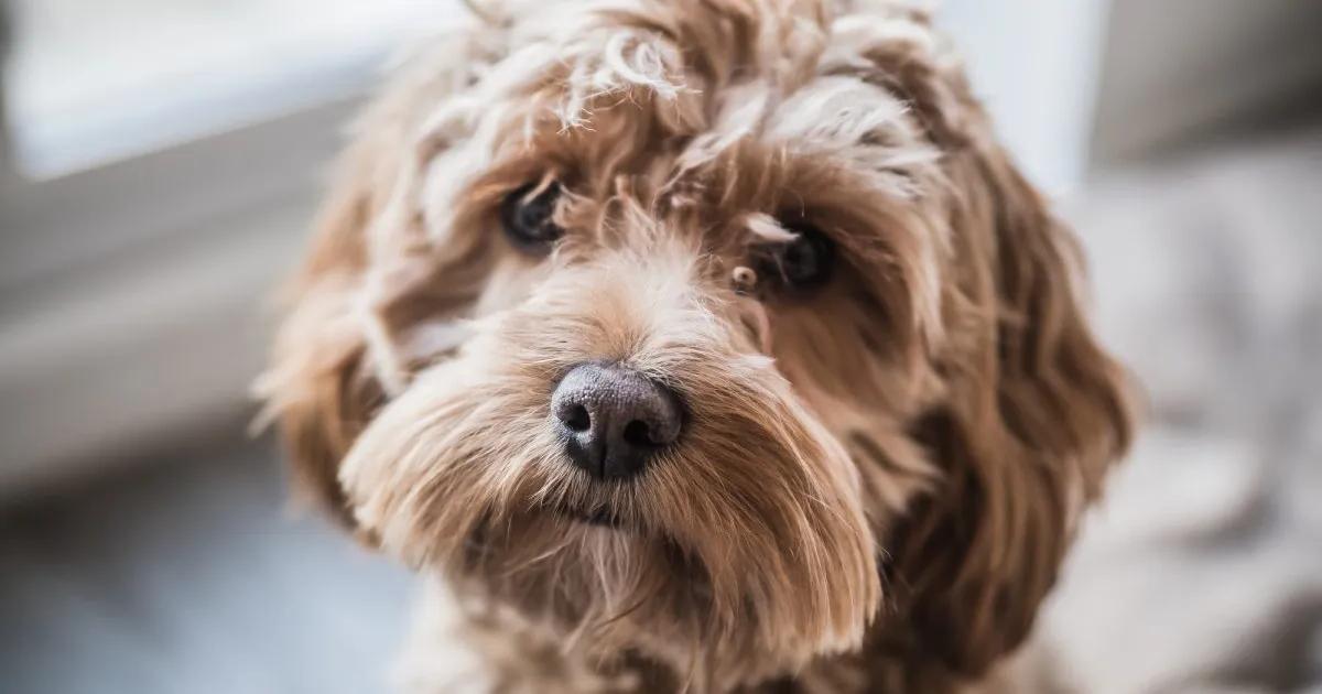 Cockapoo Dog Breed Image 15