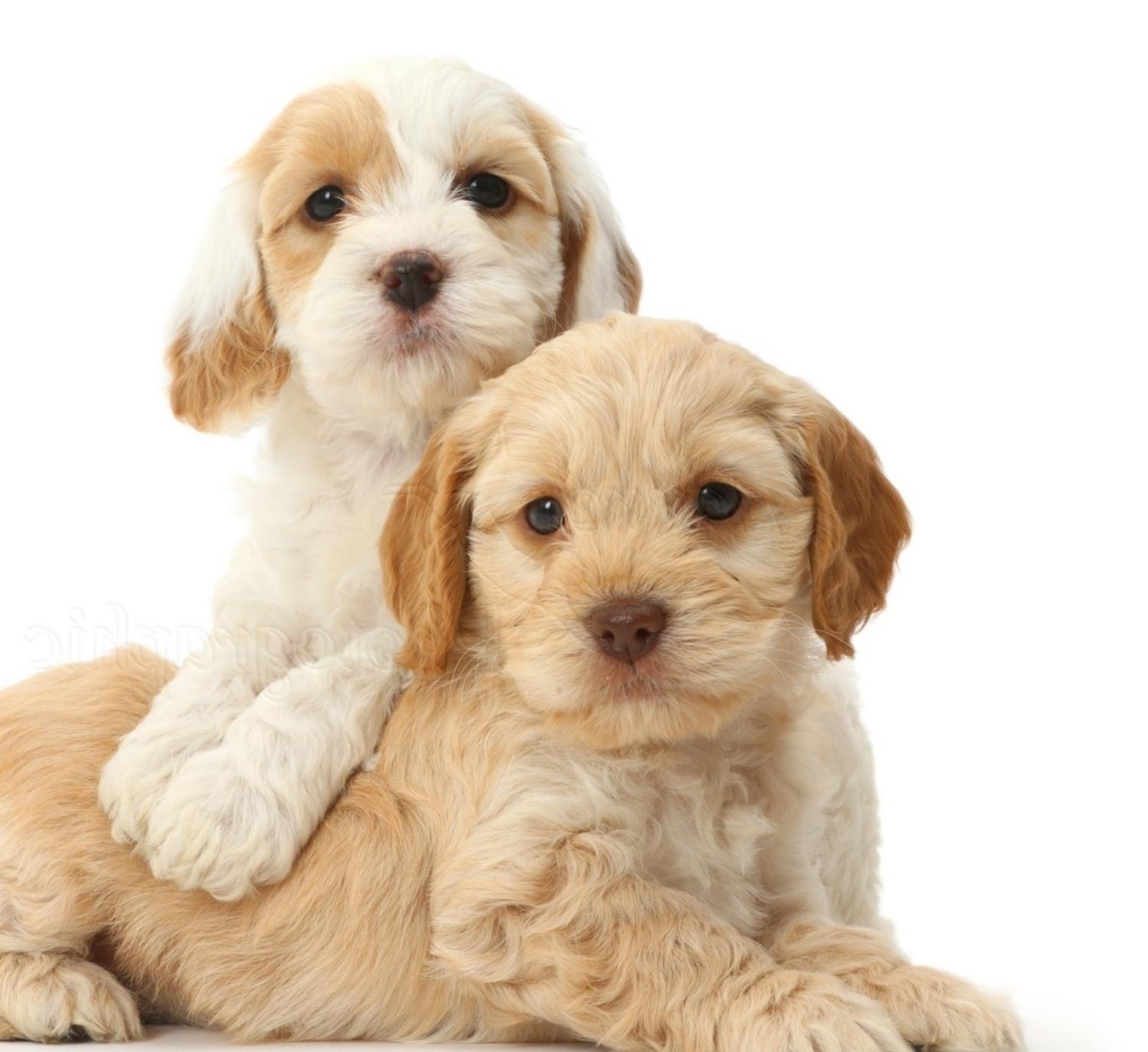 Cockapoo Dog Breed Image 17