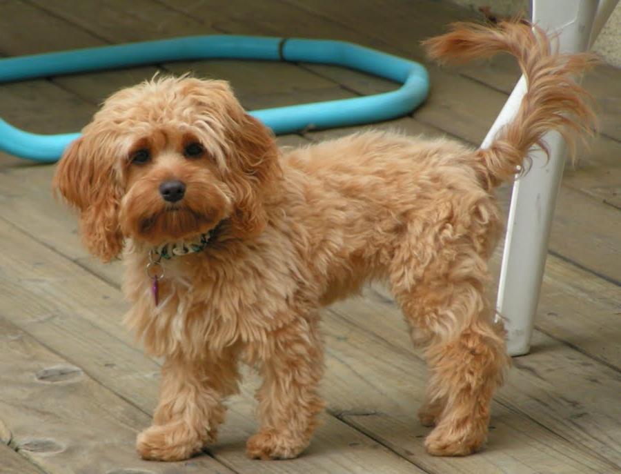 Cockapoo Dog Breed Image 4