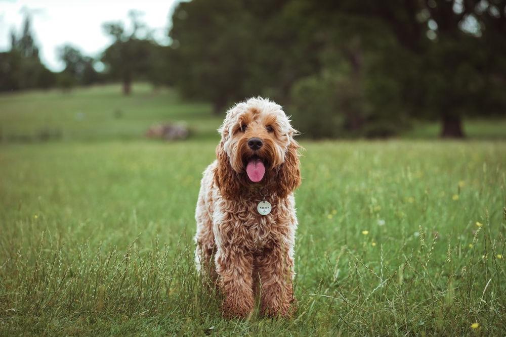 Cockapoo Dog Breed Image 7