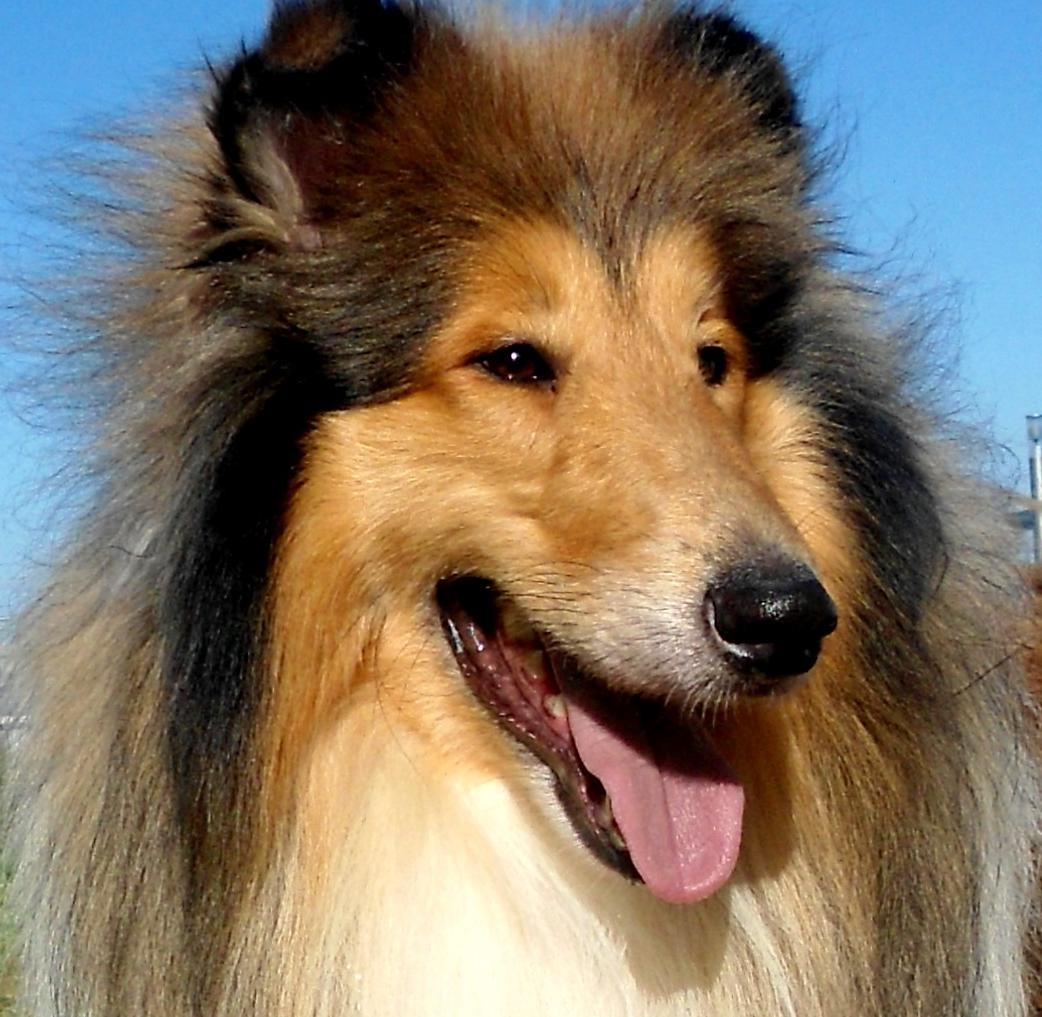 Collie Dog Breed Image 14