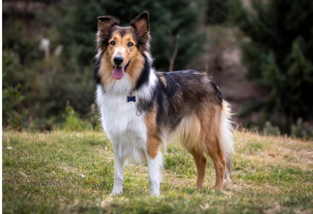 Collie Dog Breed Image 15