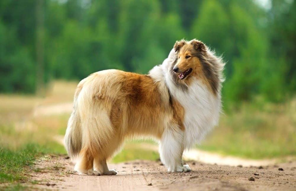 Collie Dog Breed Image 18