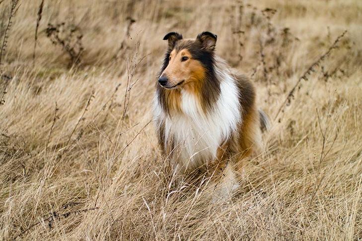 Collie Dog Breed Image 20