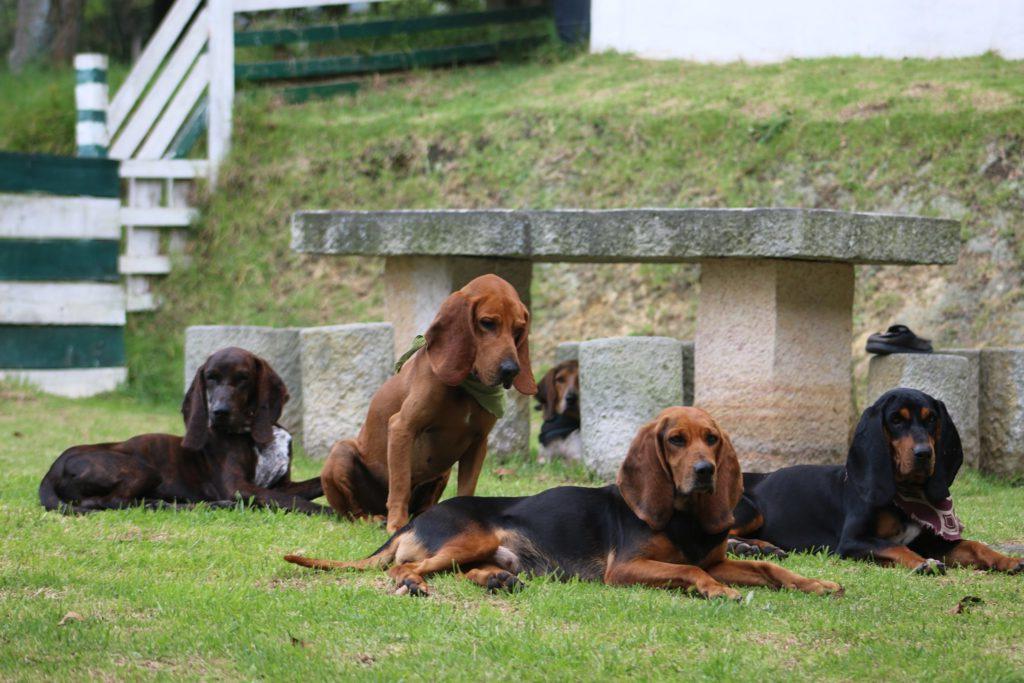 Colombian fino hound Dog Breed Image 12