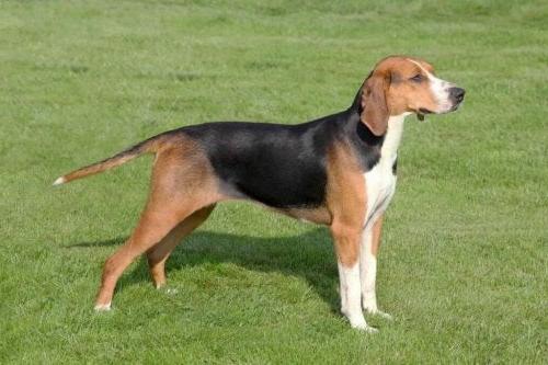 Colombian fino hound Dog Breed Image 16