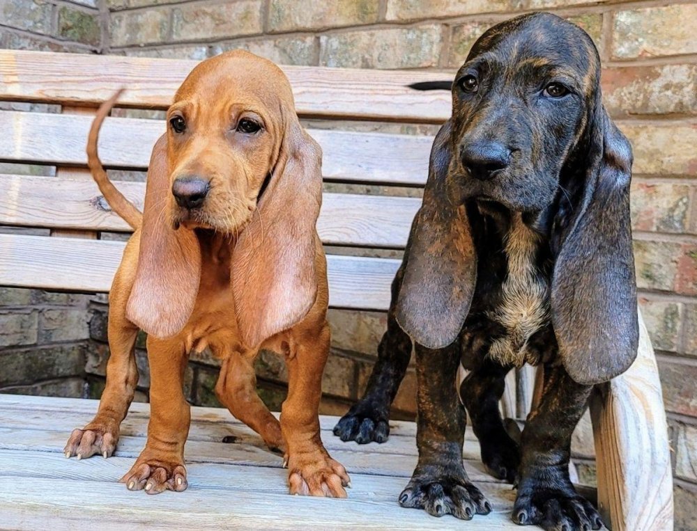 Colombian fino hound Dog Breed Image 20