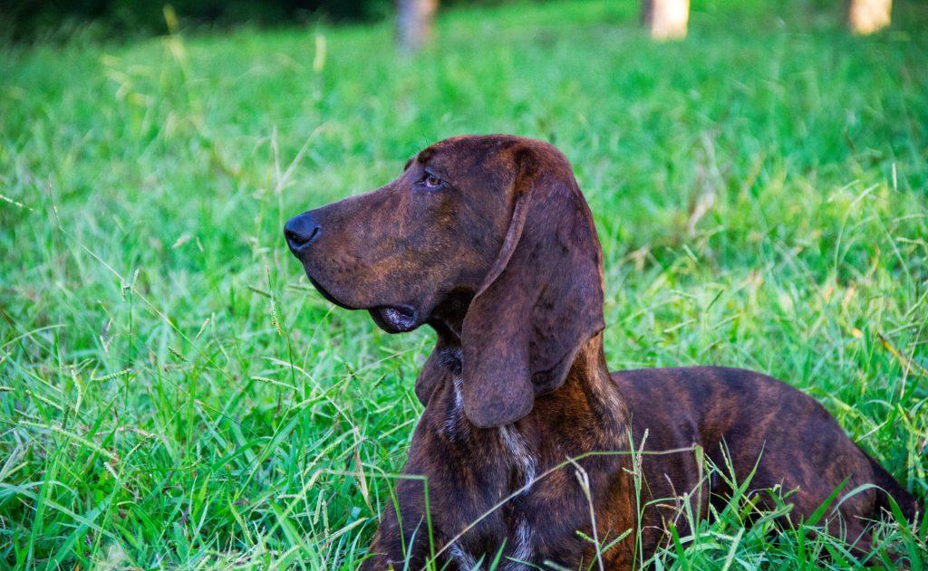 Colombian fino hound Dog Breed Image 5