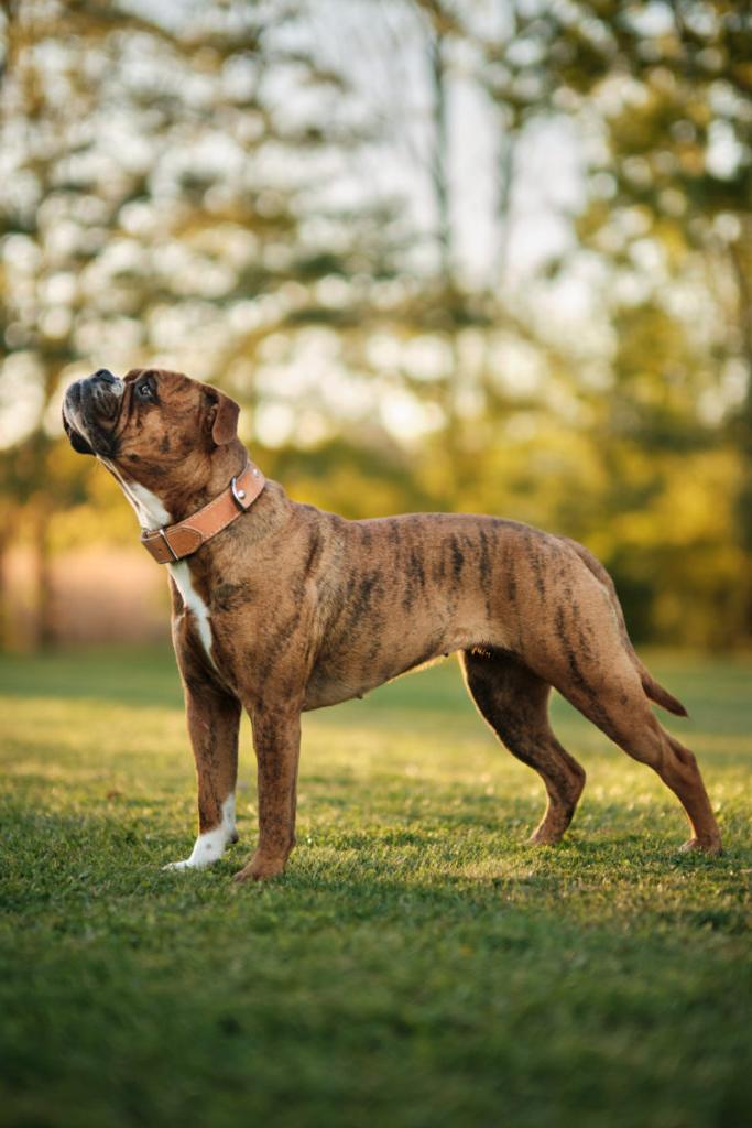 Continental bullDog Breed Image 10