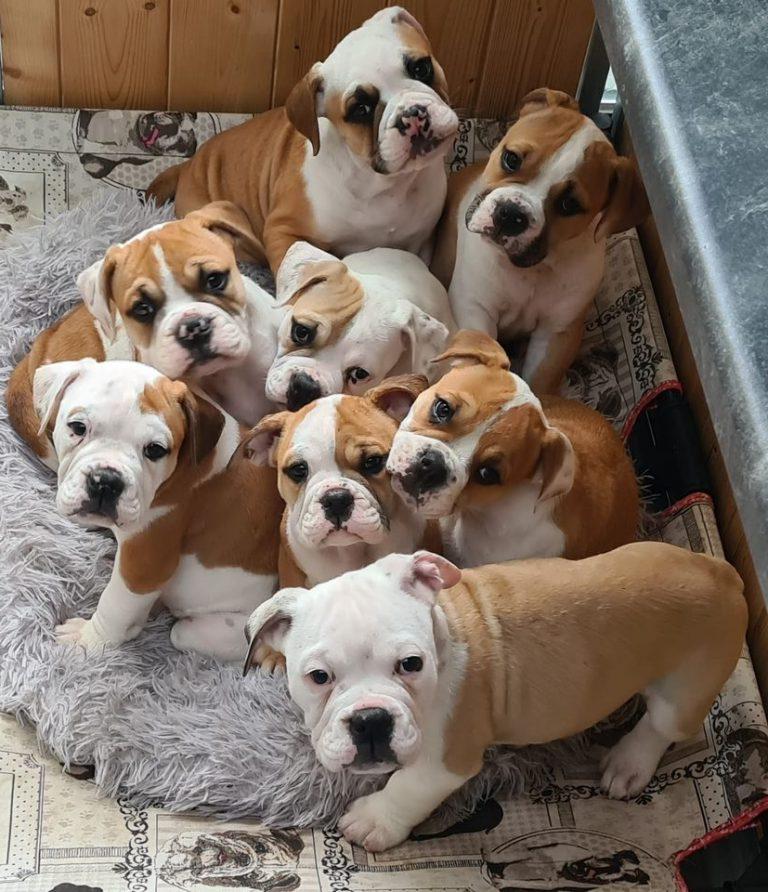 Continental bullDog Breed Image 11