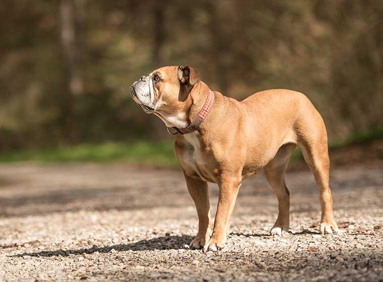 Continental bullDog Breed Image 12