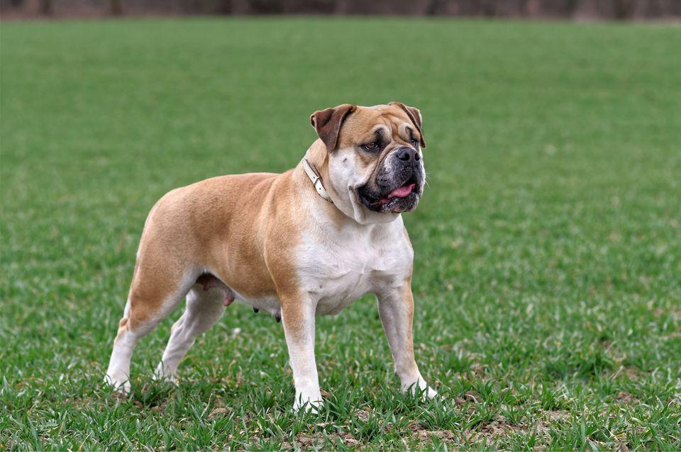 Continental bullDog Breed Image 15