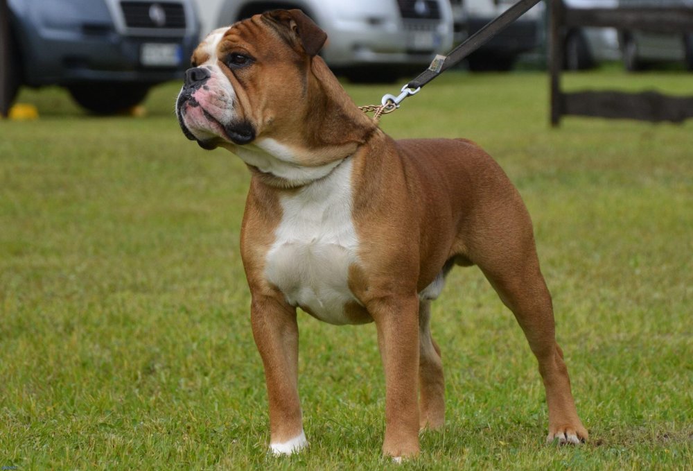 Continental bullDog Breed Image 16