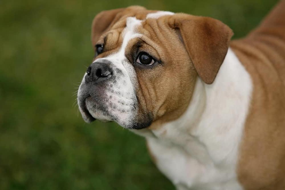 Continental bullDog Breed Image 8