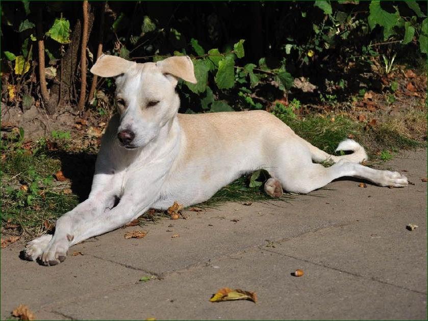 Cretan Hound Dog Breed Image 15