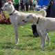 Cretan Hound Dog Breed Image 19