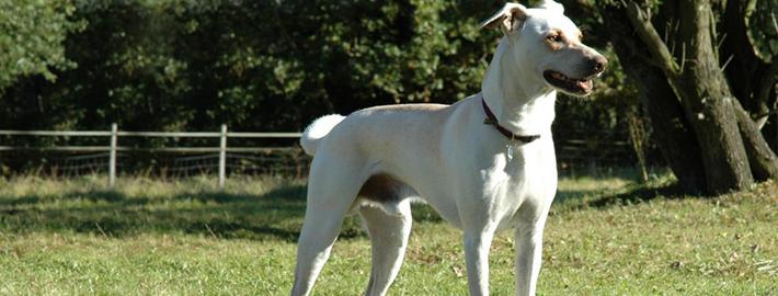 Cretan Hound Dog Breed Image 7