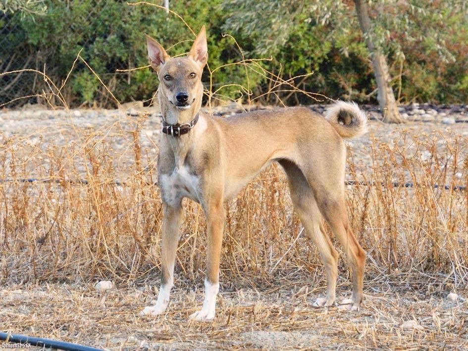 Cretan Hound Dog Breed Image 9