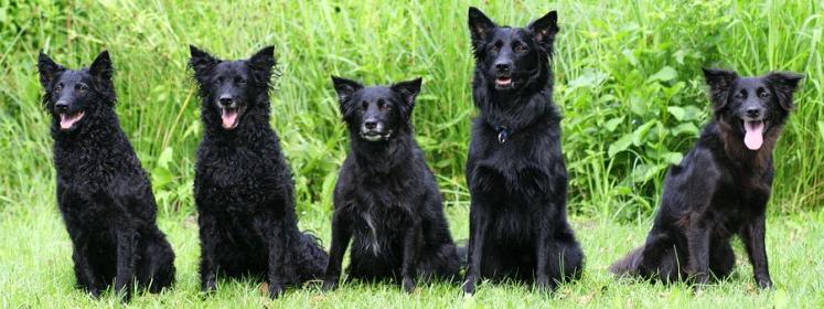 Croatian SheepDog Breed Image 14