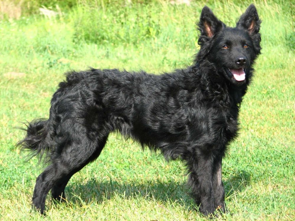 Croatian SheepDog Breed Image 15