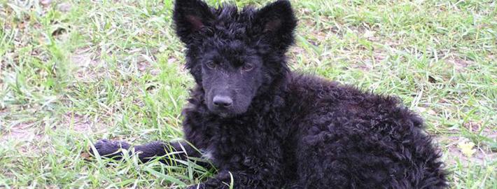 Croatian SheepDog Breed Image 16