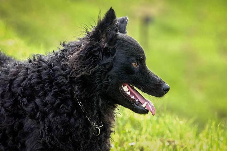 Croatian SheepDog Breed Image 18